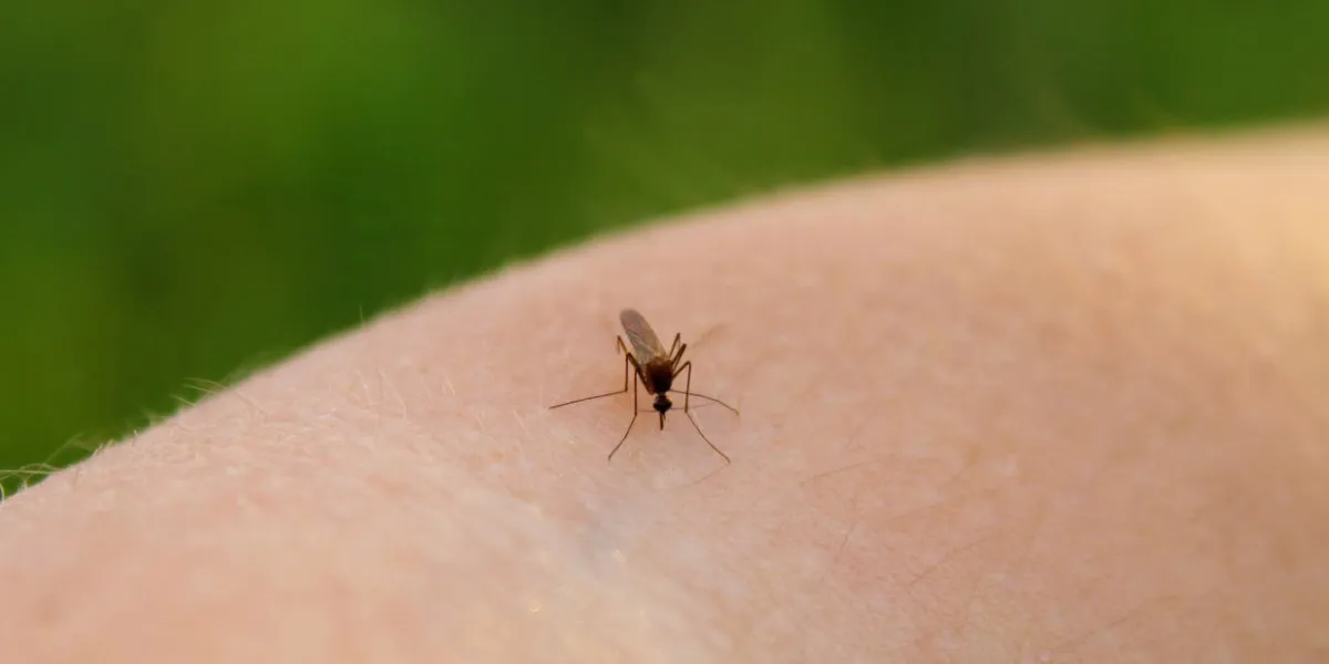 mosquito-piskun (culex pipiens) feeds on the blood of the human body