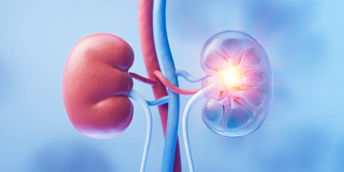 kidney with biology and health care concept, 3d rendering 3d illustration