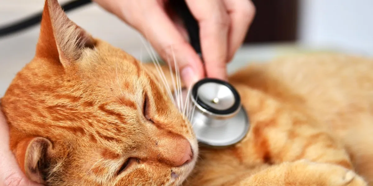 veterinarian examining a kitten in animal hospital
