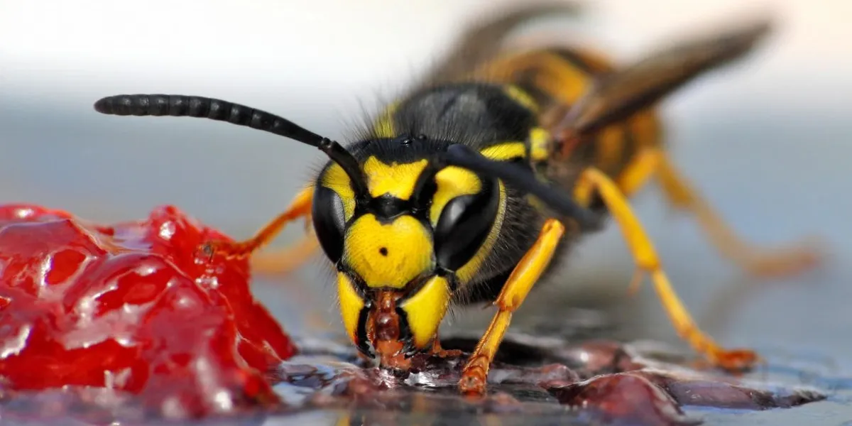 un gros plan d'une guêpe mangeant de la gelée