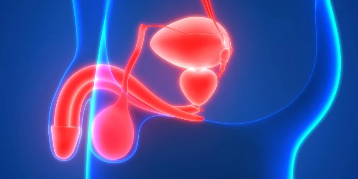3d illustration of male reproductive system anatomy