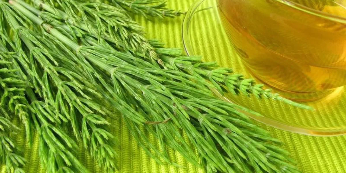 thé avec prêle des champs