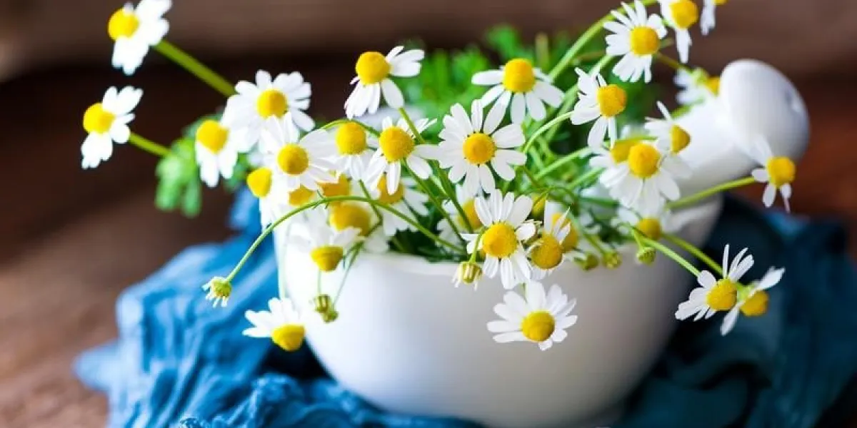 echte kamille - blüten - kräuter - naturheilkunde - matricaria chamomilla