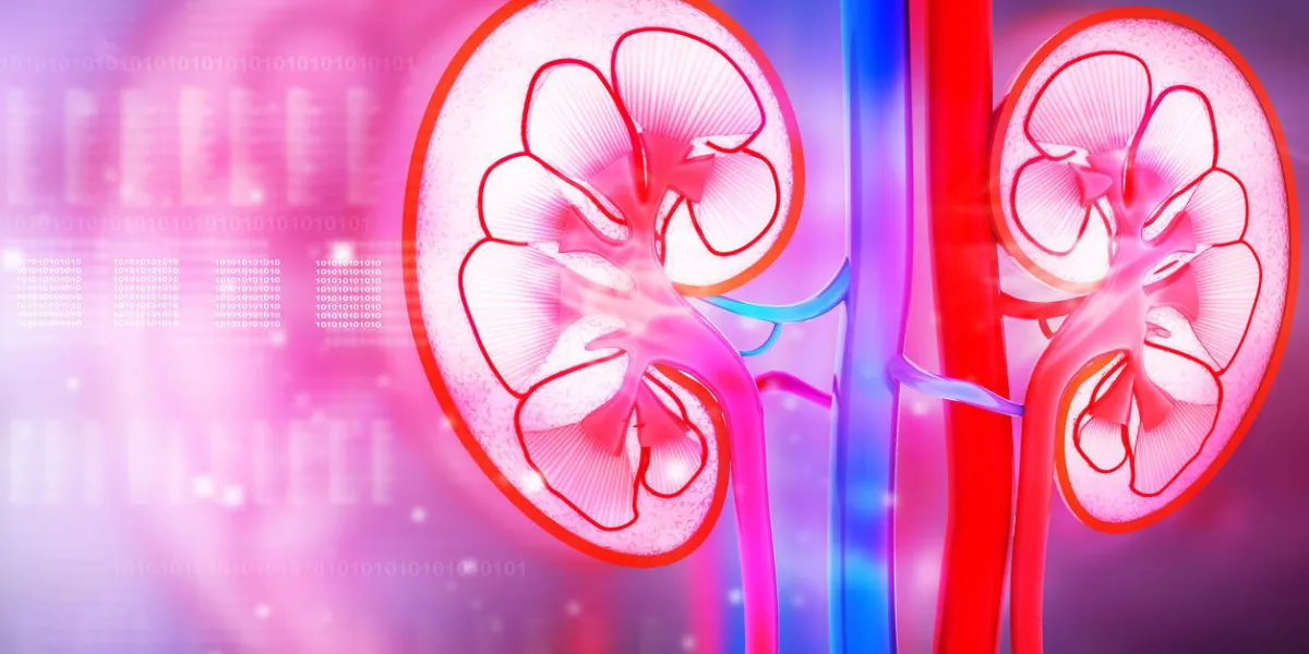 coupe transversale de rein humain