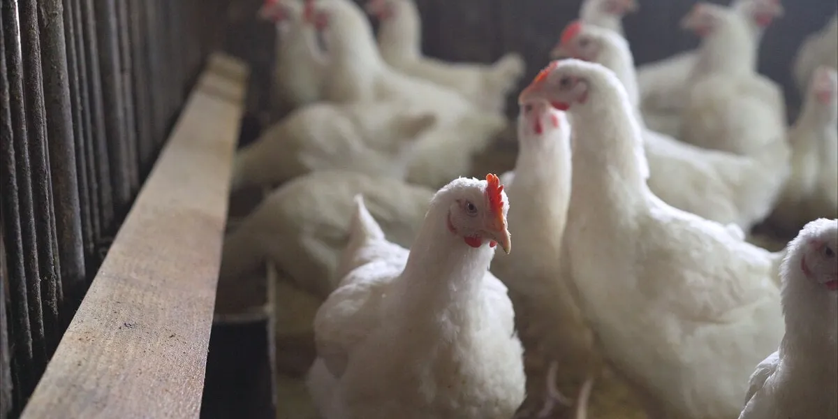 indoors chicken farm, chicken feeding broilers in the barn