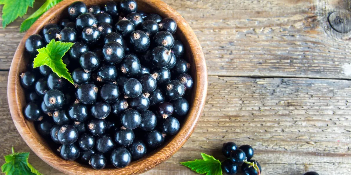 cassis biologique dans un bol en bois rustique avec des feuilles vertes avec espace copie