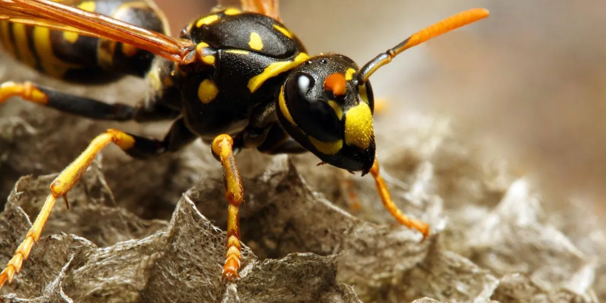 les guêpes communes (vespula vulgaris) sur le vespiary