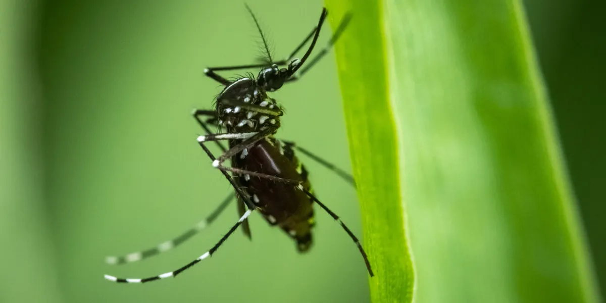 asian tiger mosquito