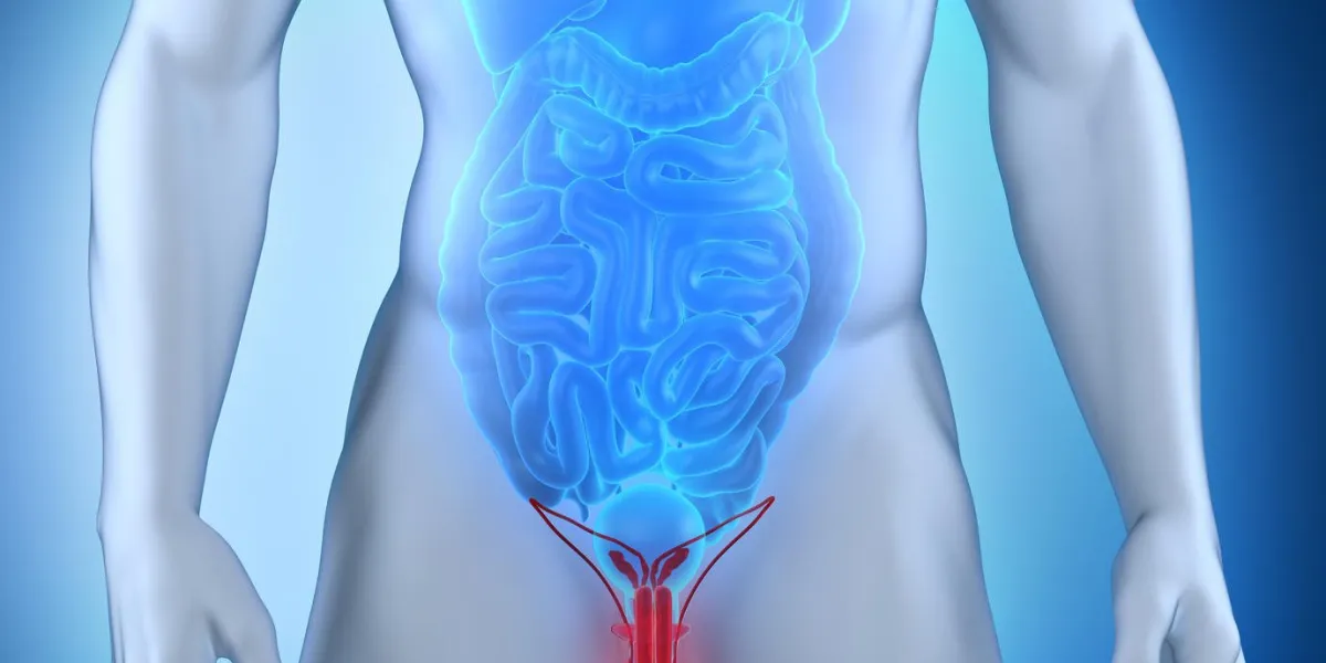 anatomie des organes génitaux masculins