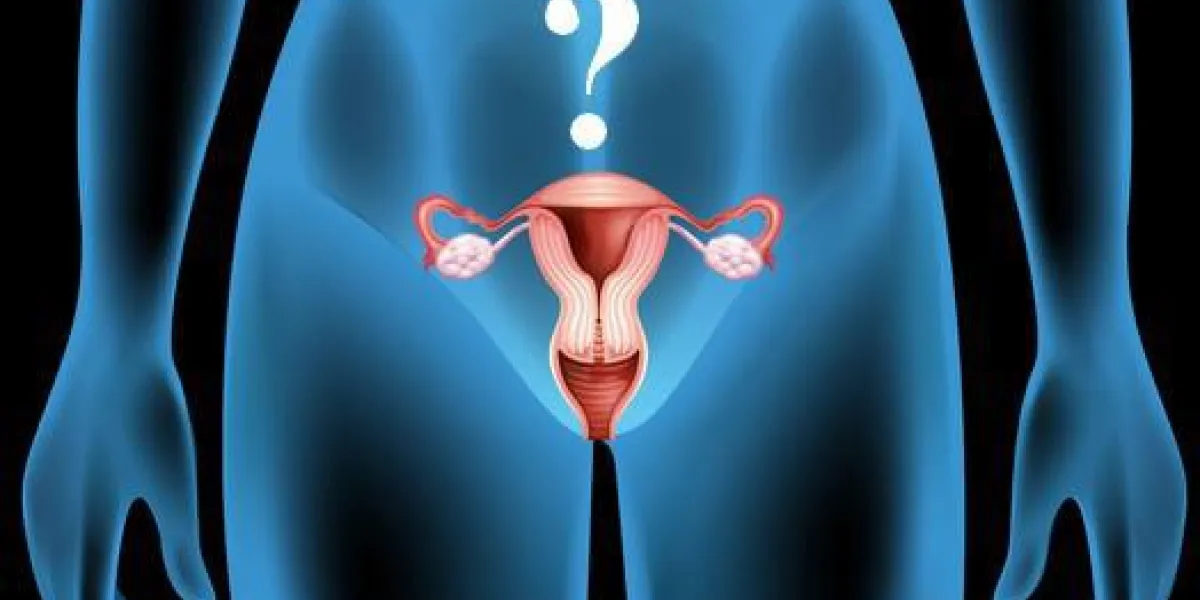 illustration de l'organe reproducteur du corps féminin