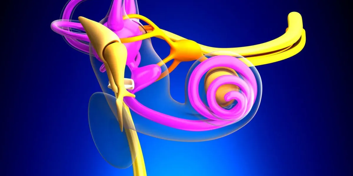 inner ear anatomy on blue background