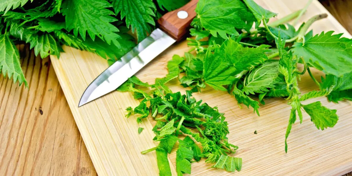 fresh green nettle incised on a wooden board with a knife and napkin