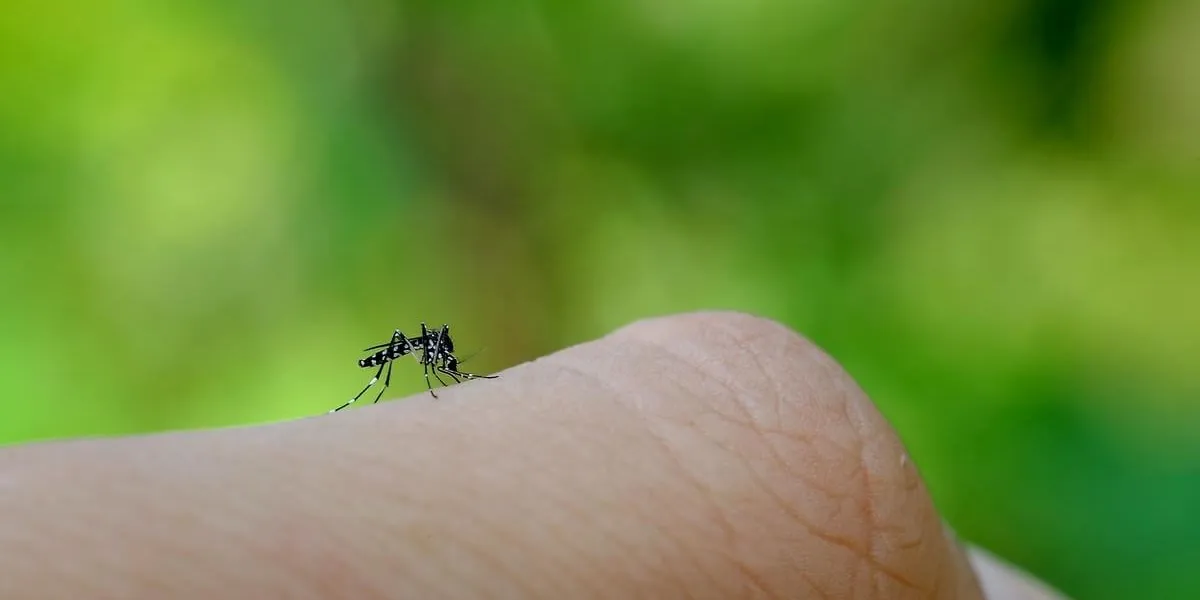 little mosquito bitting human's skin, photographed at close distance