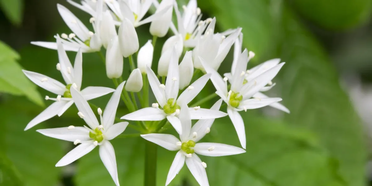 flowering wild garlic in the forest