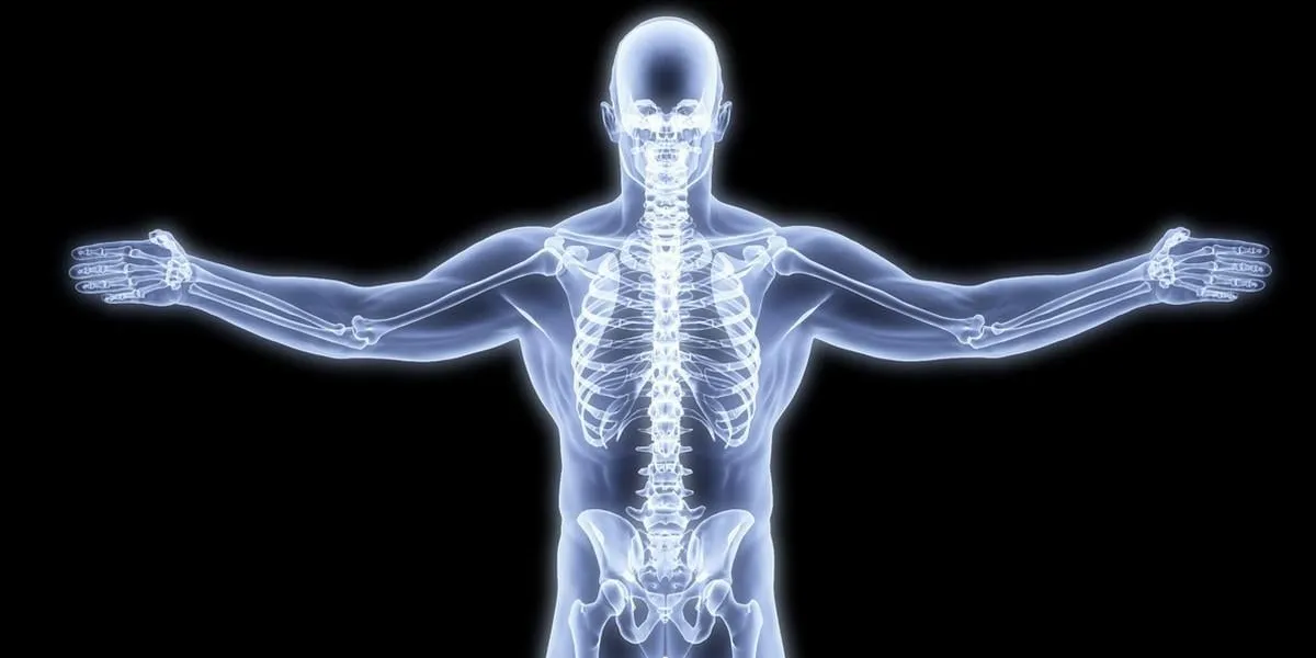 corps humain par rayons x rendu 3d