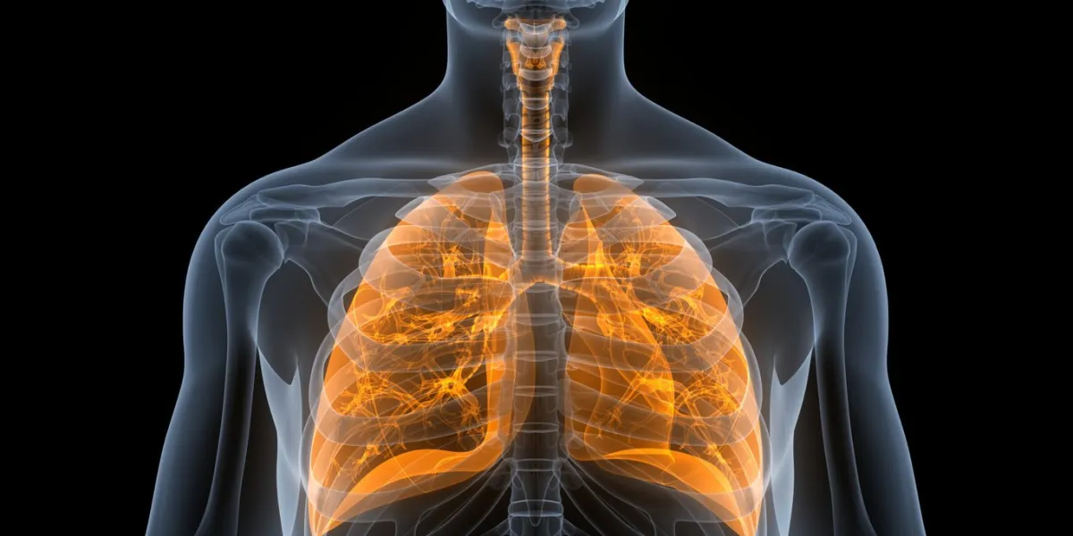 3d illustration of human respiratory system lungs anatomy
