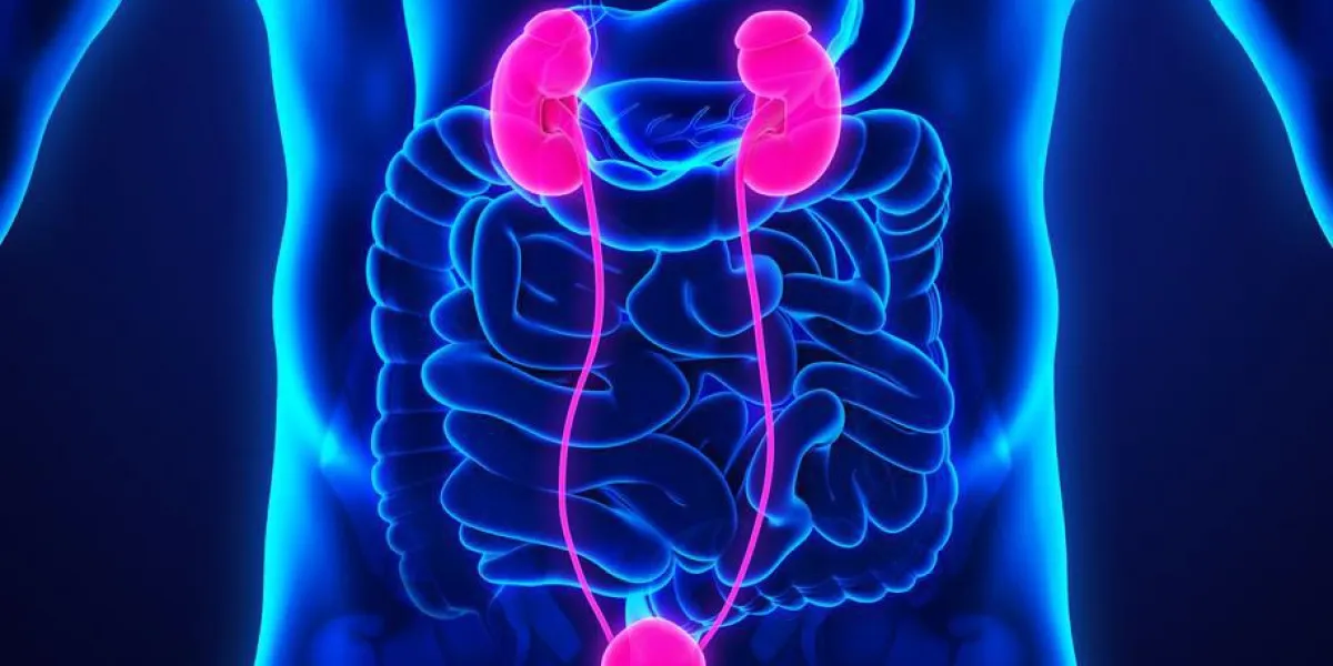 illustration de l'anatomie des reins humains rendu 3d