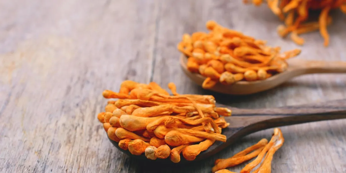 dried cordyceps militaris mushroom on wooden spoon