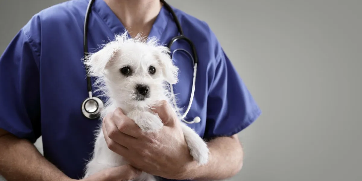 veterinarian doctor holding and examining a maltese westie cross puppy with a stethoscope