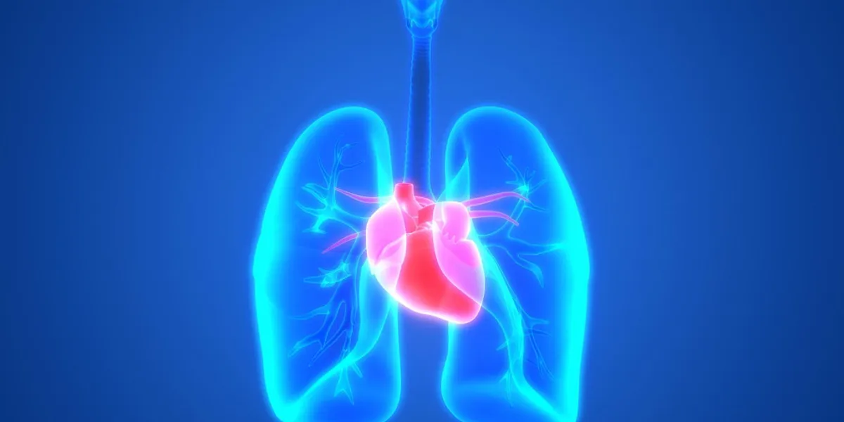 illustration 3d des organes du corps humain (poumons avec l'anatomie du cœur)