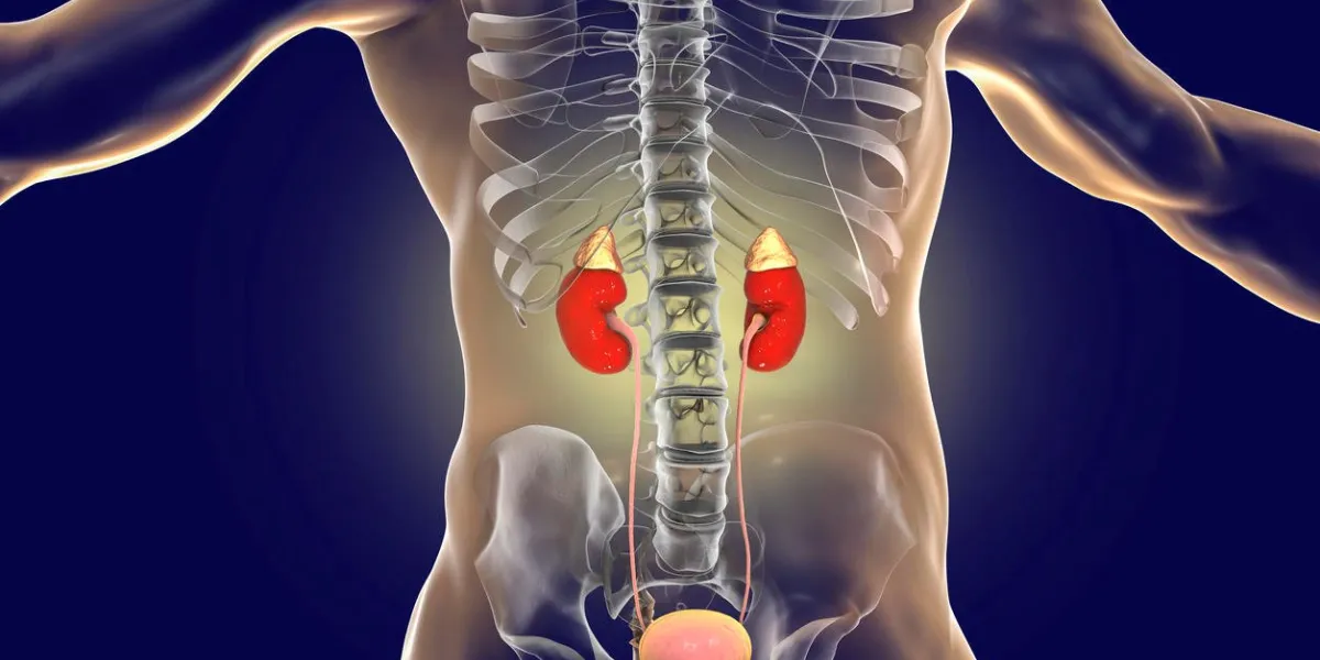 human kidneys with adrenal glands inside the body, 3d illustration