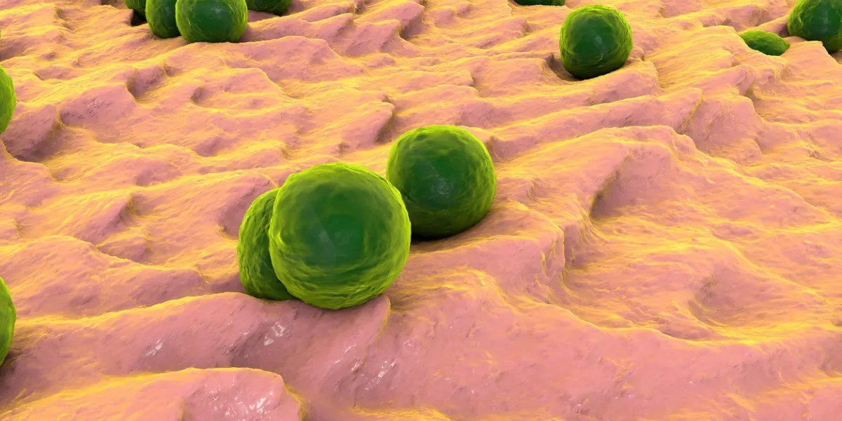 bactéries staphylococcus aureus sur la surface de la peau ou de la muqueuse, illustration 3d