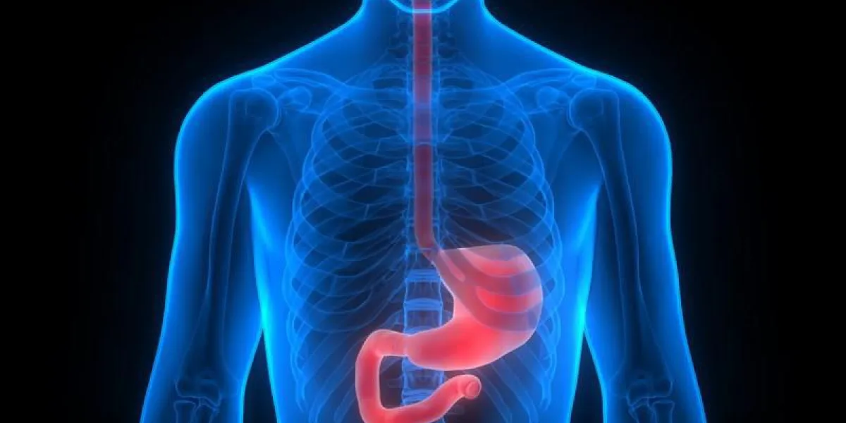 organes du corps humain (anatomie de l'estomac)
