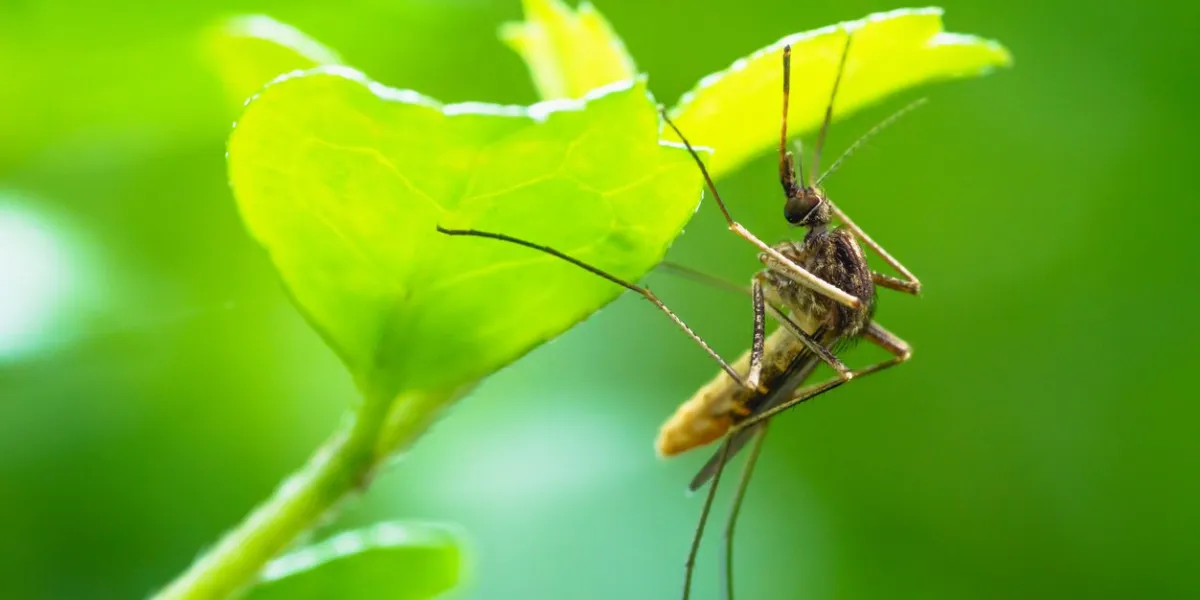 closeup mosquito in natural light