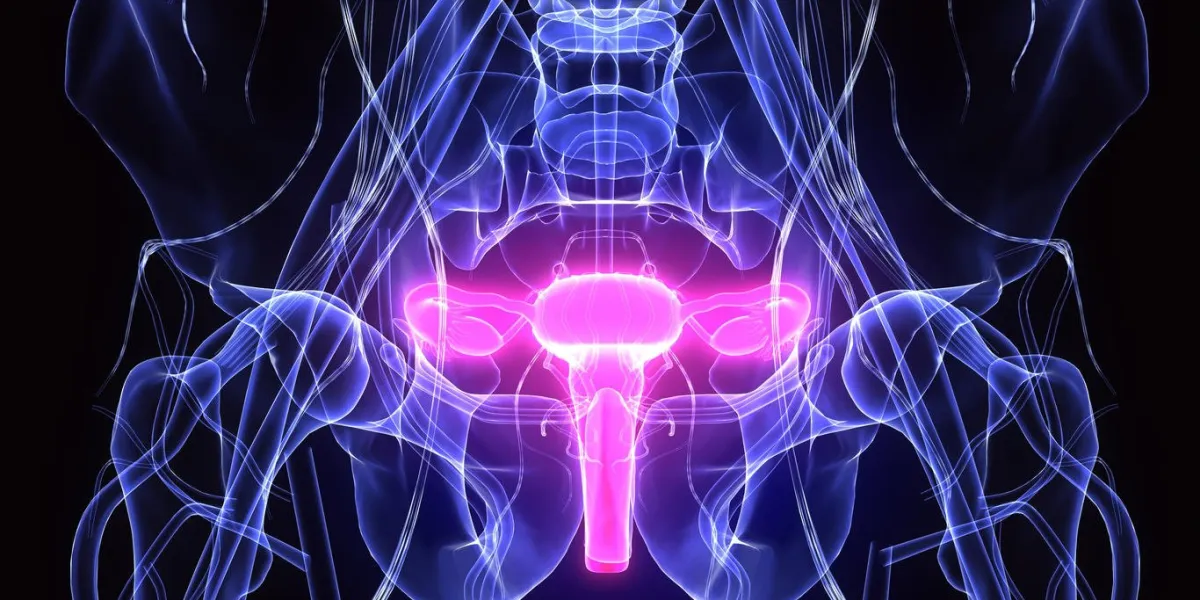 the female reproductive system (or female genital system) is made up of the internal and external sex organs that function in human reproduction
