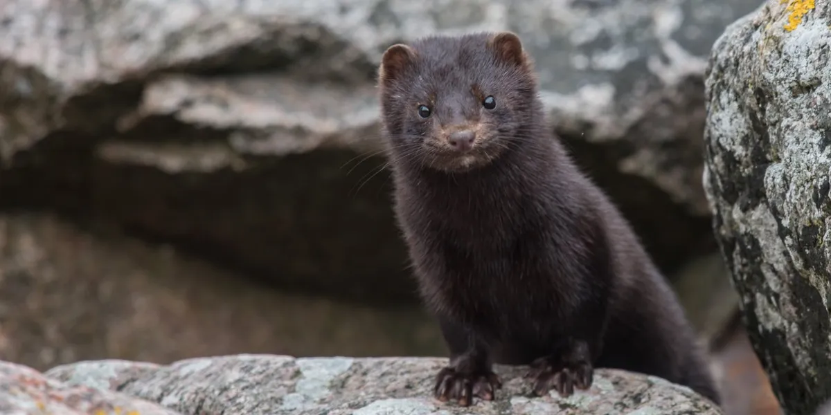 mink on the racks on the danish island bornholm