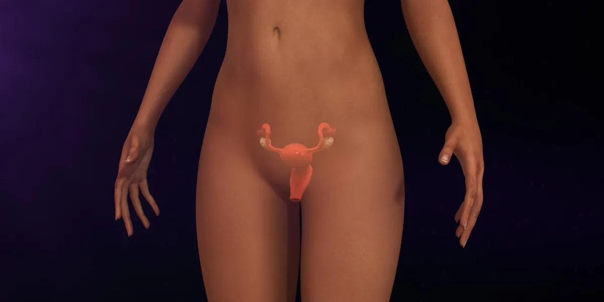 le système reproducteur féminin (ou le système génital féminin) est composé des organes sexuels internes et externes qui fonctionnent dans la reproduction humaine