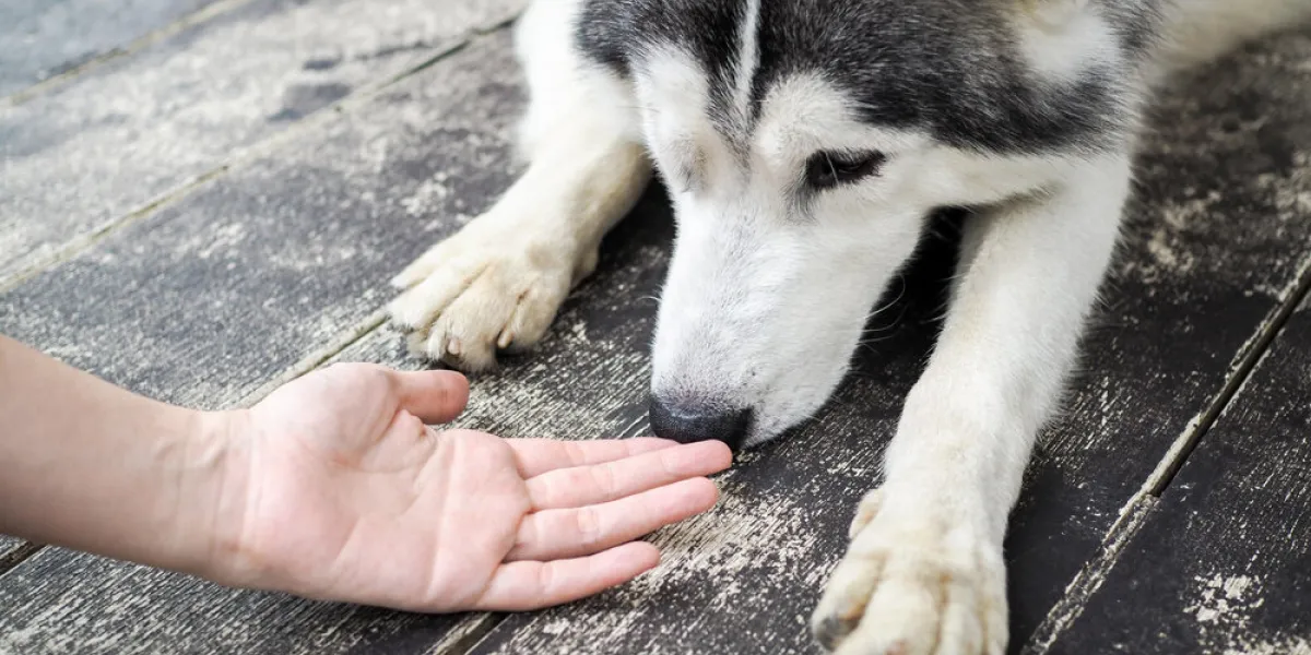 young husky siberian dog sniffing at human hands