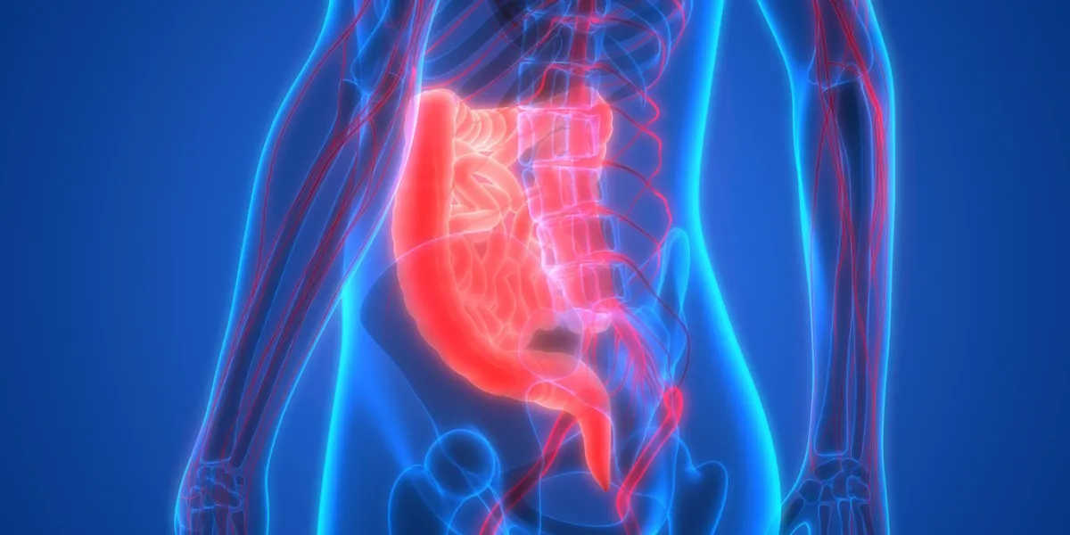 illustration 3d de l'anatomie des organes du corps humain (gros intestin et petit intestin)