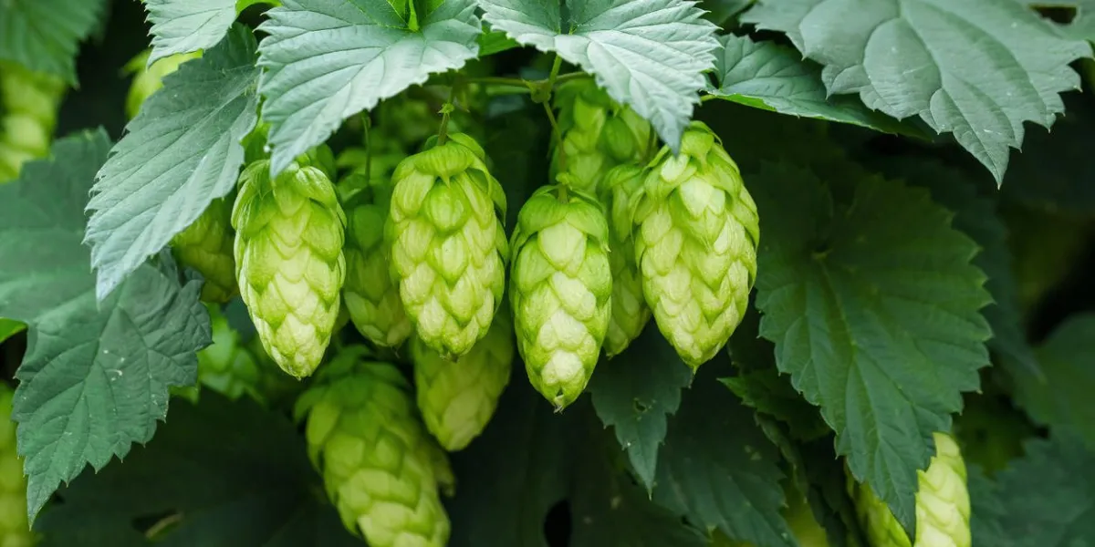 houblon vert