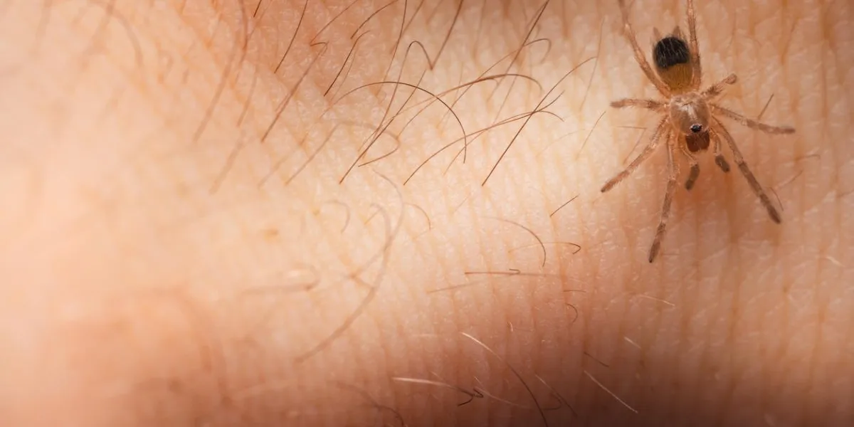 brazilian black and white tarantula on human skin after sucking blood
