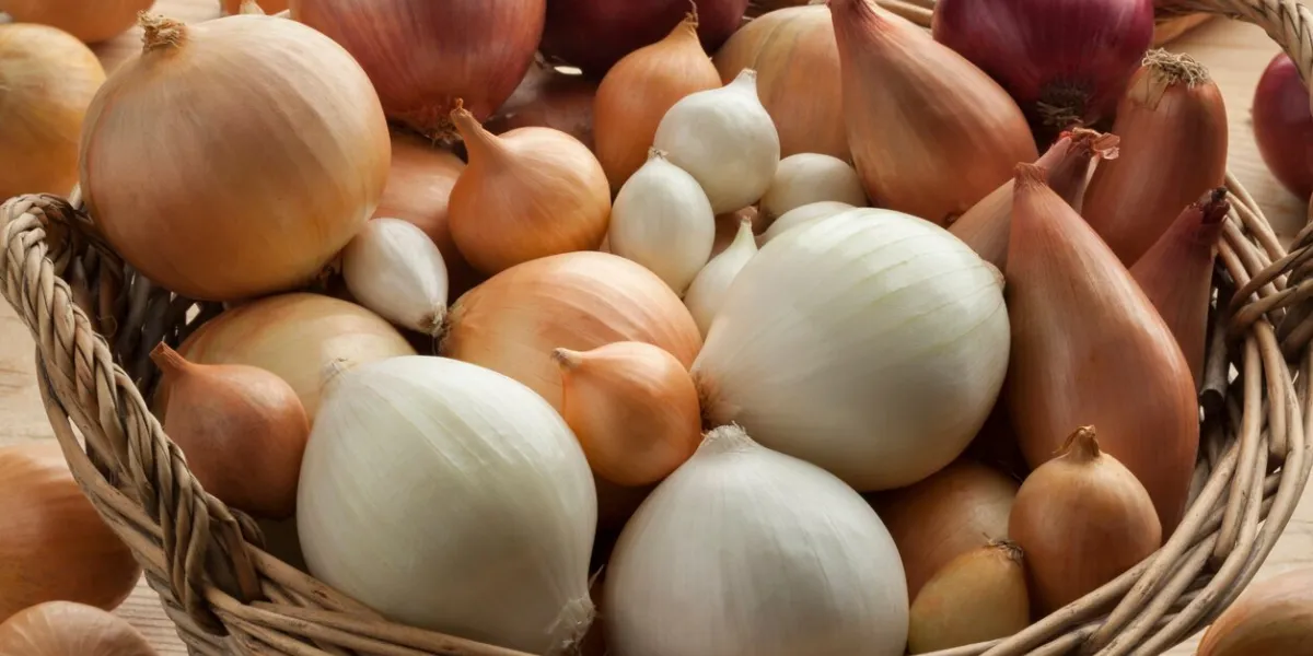 diversity of fresh raw onions in a basket