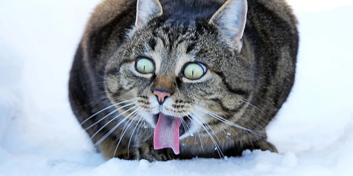 funny cat photo - a cat stretches out the tongue