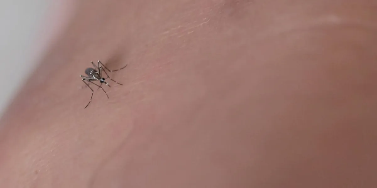 closeup mosquitoe on the leg sucking blood from human skin