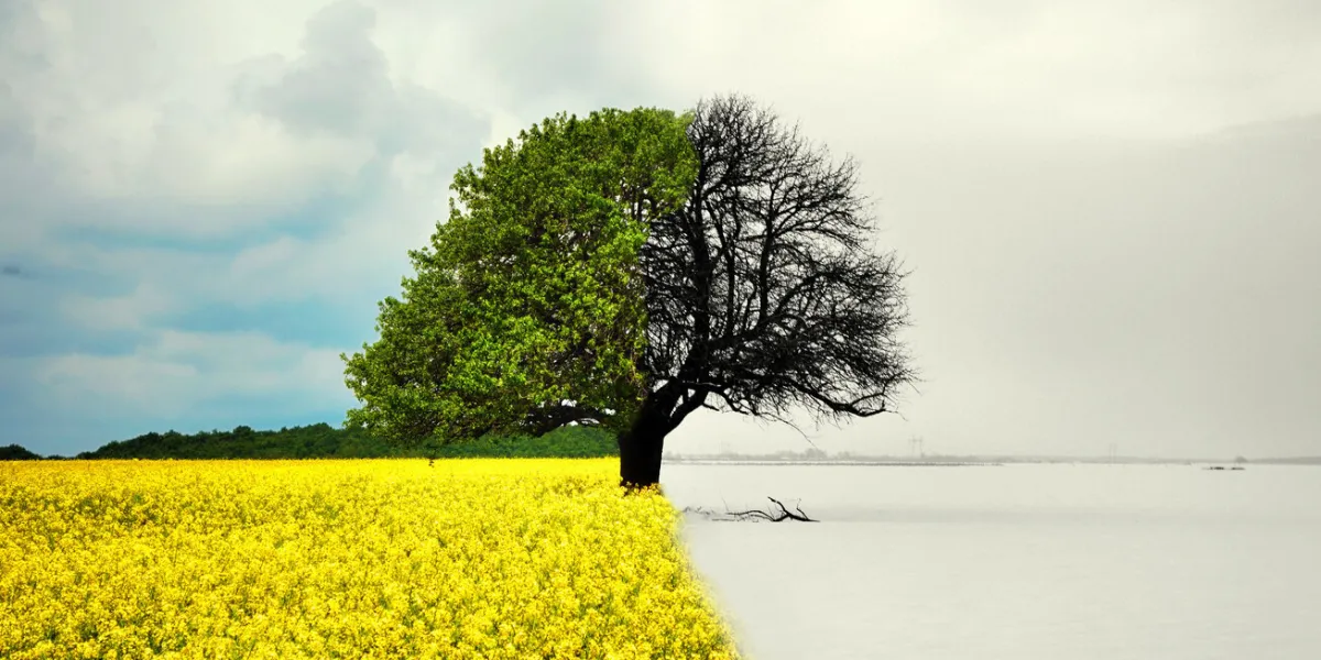 lone tree in all seasons - beautiful landscape in romania