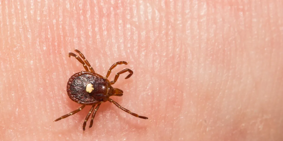 lone star tick - amblyomma americanum