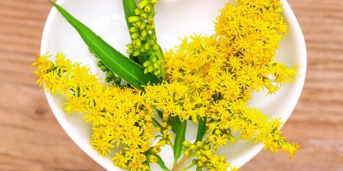 verge d'or pour l'homéopathie, la cuisine ou le thé