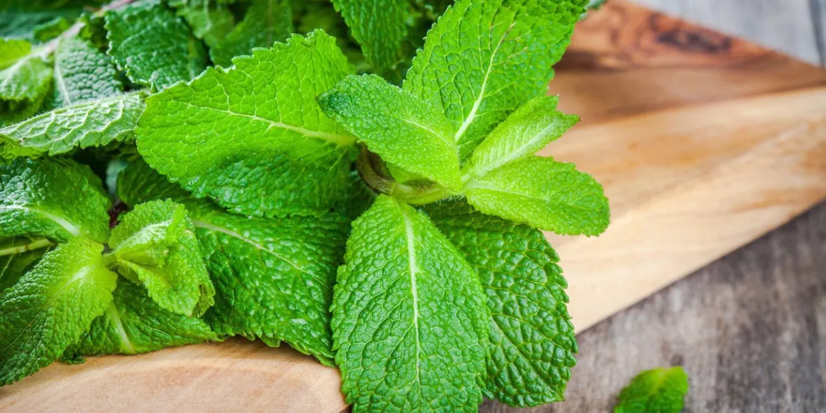bouquet frais organique de close-up de menthe sur une table en bois rustique