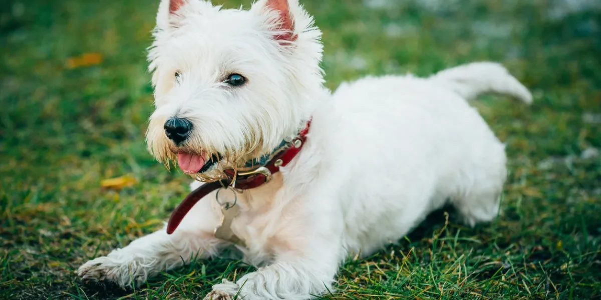 mignon terrier blanc des highlands occidental drôle - westie, chien westie jouer dans l'herbe