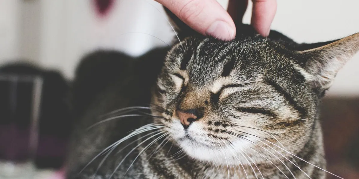 homme caressant la tête de chat, gros plan