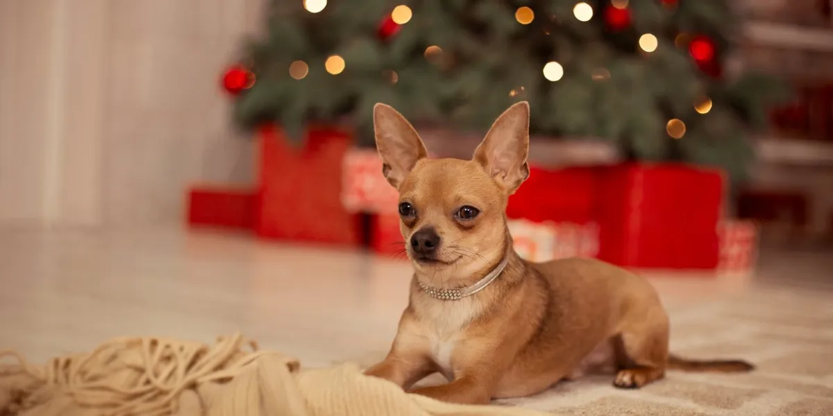 small dog in cozy home interior with christmas tree and bunch of festive boxes new year of the dog