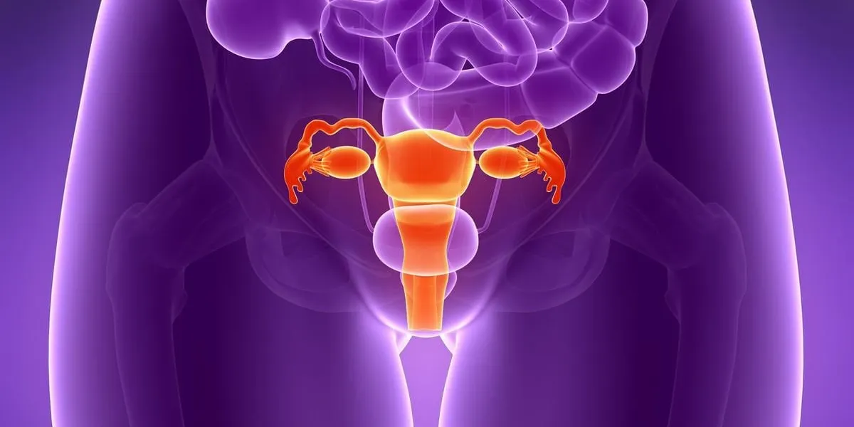 illustration de rendu 3d - utérus