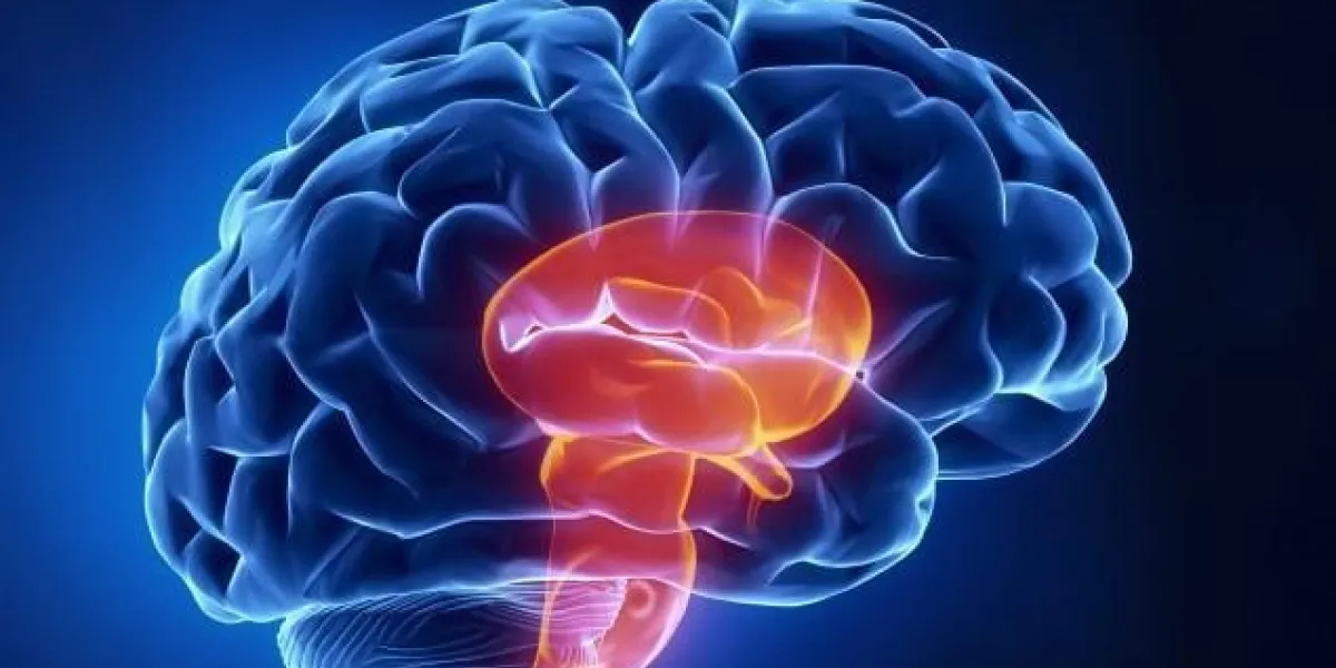 partie de la tige - cerveau humain en vue aux rayons x