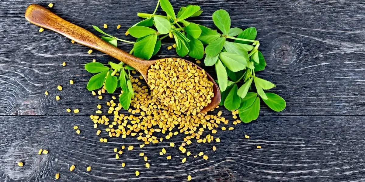fenugreek seeds in a spoon and on a table with green leaves on a wooden plank background on top