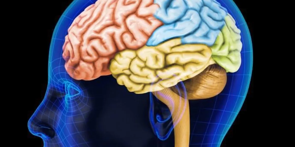 rendu 3d de très haute résolution d'un cerveau humain