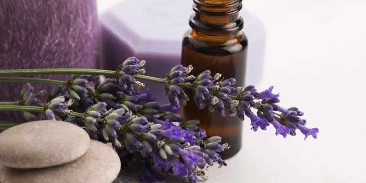 huile essentielle et fleurs de lavande